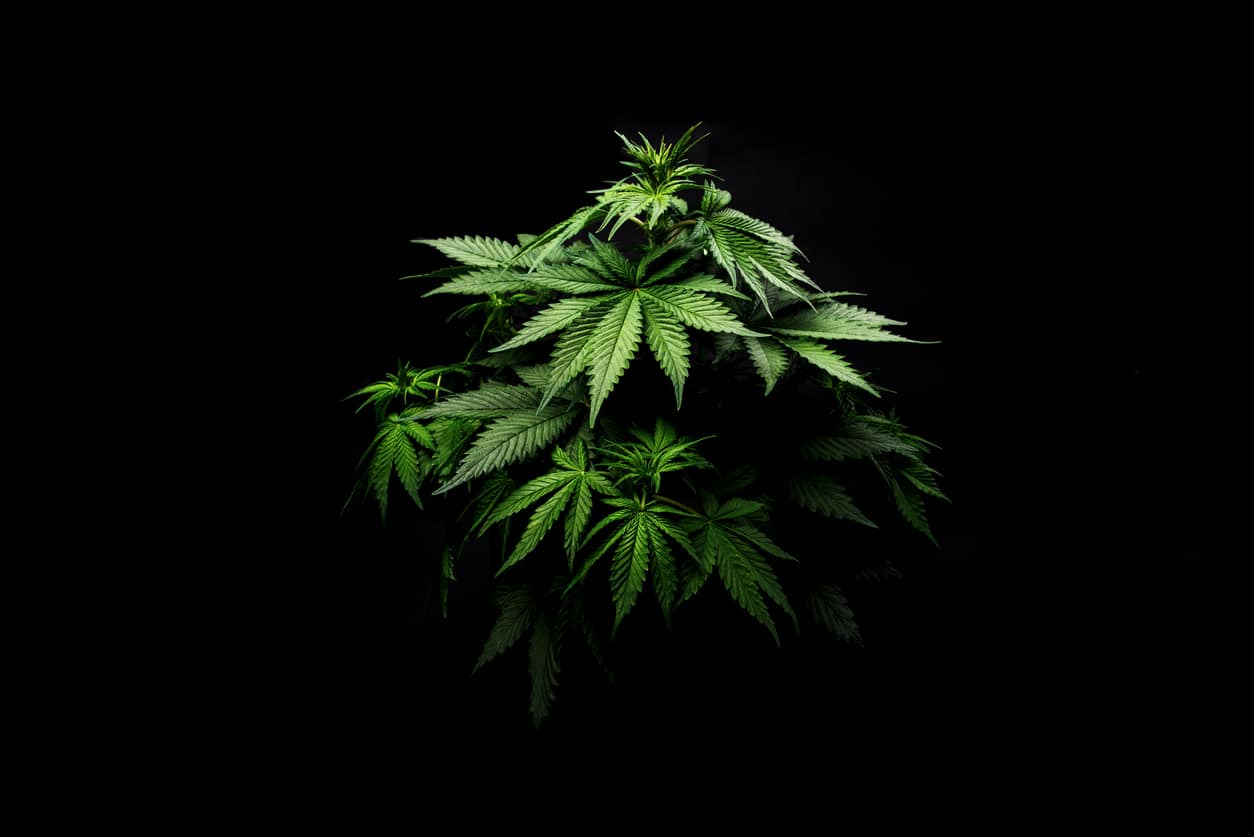 Black Jack Sugar Concentrate, 1G - Sacred Bloom, Recreational Cannabis